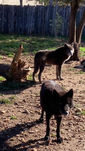 Les Gites Du Parc Animalier De Ginasservis Exteriér fotografie